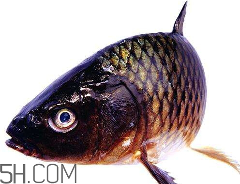 鯽魚(yú)眼睛紅了還能吃嗎 鯽魚(yú)眼睛紅了怎么回事 鯽魚(yú)眼睛紅了還能吃嗎 鯽魚(yú)眼睛紅了怎么回事