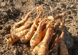 鮮地黃可以泡水喝嗎？鮮地黃和生地黃有什么區(qū)別嗎？