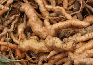 鮮地黃是什么？鮮地黃有什么功效？