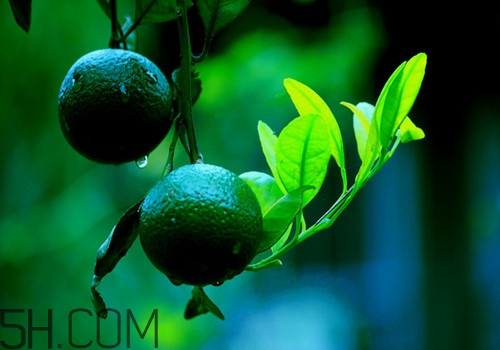 吃橘子頭暈怎么回事？吃橘子頭暈怎么辦？