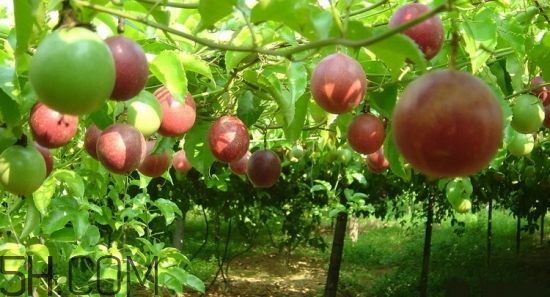 百香果放冰箱能放幾天？怎么判斷百香果壞沒(méi)壞？