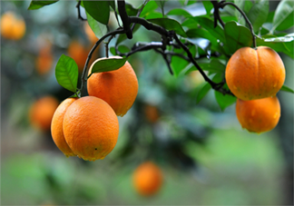 吃橘子頭暈怎么回事？吃橘子頭暈怎么辦？