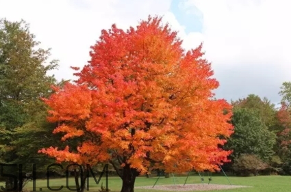 楓糖色口紅是什么顏色？楓糖色口紅試色