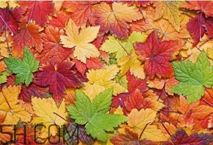 楓糖色口紅是什么顏色？楓糖色口紅試色