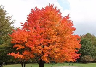 楓糖色口紅哪個牌子好？楓糖色口紅推薦