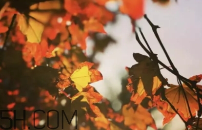 楓糖色口紅哪個(gè)牌子好？楓糖色口紅推薦