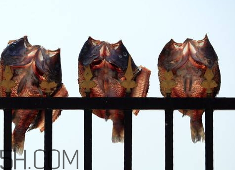 怎么曬咸魚不招蒼蠅 曬咸魚怎樣不招蒼蠅 怎么曬咸魚不招蒼蠅 曬咸魚怎樣不招蒼蠅