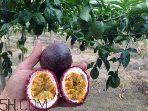 百香果和柿子可以一起吃嗎？百香果和柿子一起吃怎么樣？