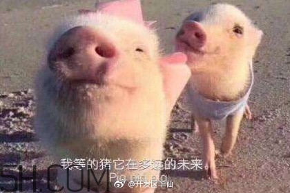 豬精女孩健康養(yǎng)生指南有哪些？豬精女孩健康養(yǎng)生指南是什么？