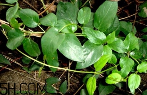 什么是雞矢藤？雞矢藤的功效與作用是什么？