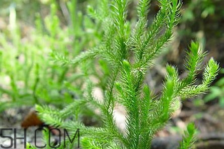 什么是伸筋草？伸筋草的功效與作用是什么？