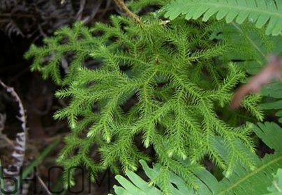 什么是伸筋草？伸筋草的功效與作用是什么？