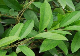 什么是丁公藤？丁公藤的功效與作用是什么？