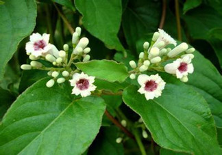 什么是雞矢藤？雞矢藤的功效與作用是什么？