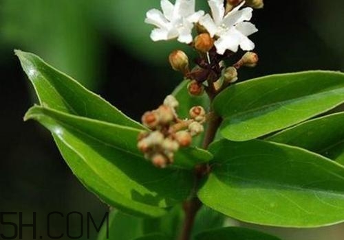 什么是丁公藤？丁公藤的功效與作用是什么？