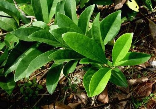 什么是丁公藤？丁公藤的功效與作用是什么？