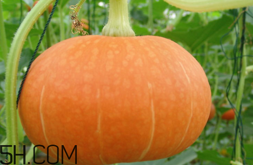 南瓜可以天天吃嗎？南瓜經(jīng)常吃有什么好處和壞處呢？