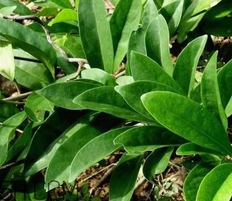 什么是丁公藤？丁公藤的功效與作用是什么？