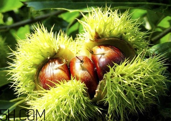 一歲寶寶能吃板栗嗎？寶寶吃板栗的做法有哪些？