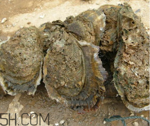 吃生蠔應(yīng)該注意哪些事項(xiàng)？生蠔與牡蠣的區(qū)別