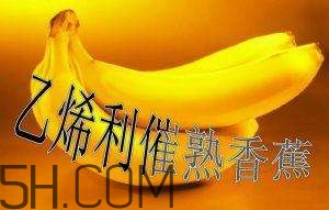 冬天可以吃葡萄嗎？冬天吃葡萄好不好？