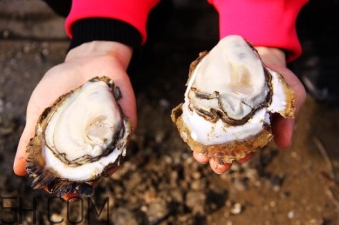 吃生蠔應(yīng)該注意哪些事項(xiàng)？生蠔與牡蠣的區(qū)別
