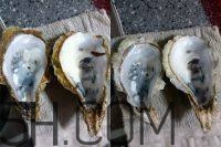 吃生蠔應(yīng)該注意哪些事項(xiàng)？生蠔與牡蠣的區(qū)別