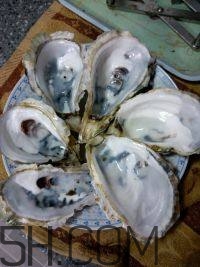 吃生蠔應(yīng)該注意哪些事項(xiàng)？生蠔與牡蠣的區(qū)別