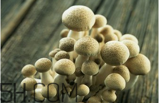 如何判斷生蠔烤熟沒有？生蠔可以和蘑菇一起吃嗎？