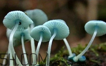 如何判斷生蠔烤熟沒有？生蠔可以和蘑菇一起吃嗎？