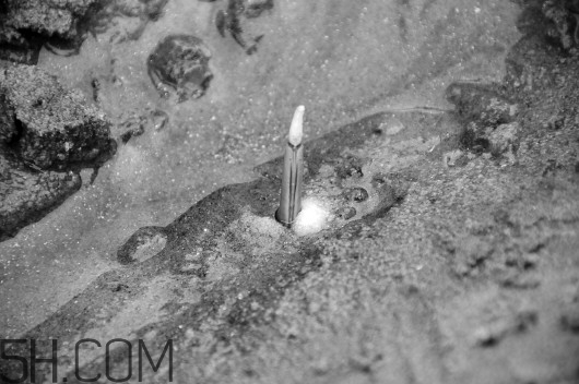 蟶子里面的黑色能吃嗎？蟶子為什么一撒鹽就出來？