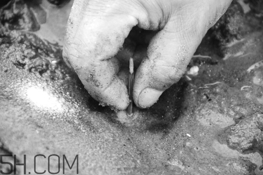 蟶子里面的黑色能吃嗎？蟶子為什么一撒鹽就出來？