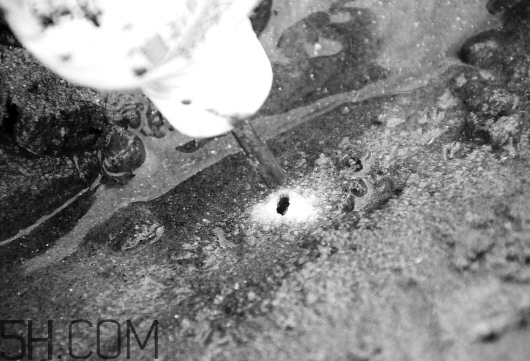 蟶子里面的黑色能吃嗎？蟶子為什么一撒鹽就出來？