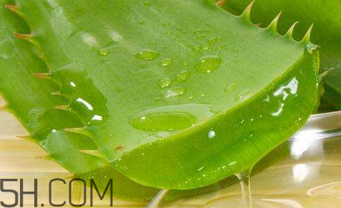 自然樂園蘆薈膠怎么用？自然樂園蘆薈膠使用方法