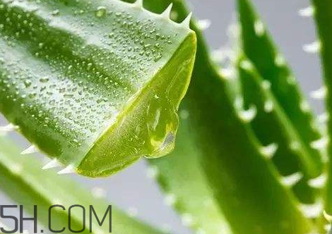 自然樂(lè)園蘆薈膠孕婦可以用嗎？自然樂(lè)園蘆薈膠使用心得