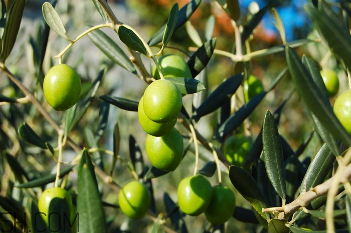 哪些水果吃了能抗氧化？抗氧化的水果有哪些？