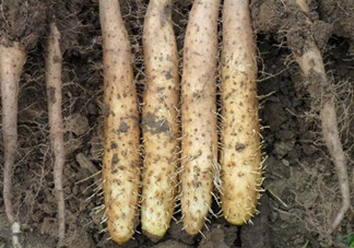 吃山藥對身體健康有什么好處？吃山藥該注意有什么禁忌？