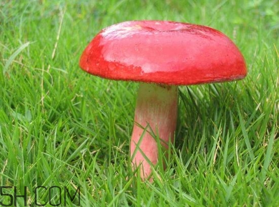 如何鑒別紅菇？紅菇的做法有哪些？
