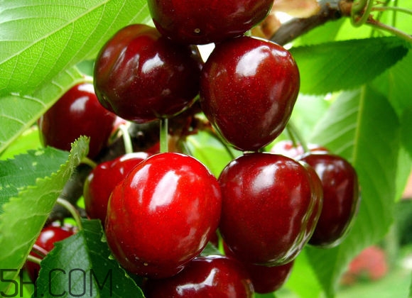 如何挑選車厘子？新鮮車厘子的挑選方法？