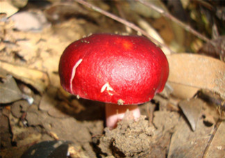 如何鑒別紅菇？紅菇的做法有哪些？