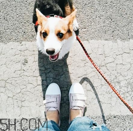 keddo是什么牌子？keddo是什么檔次？