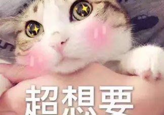 2018CPB福袋多少錢(qián)_發(fā)售時(shí)間及福袋內(nèi)容