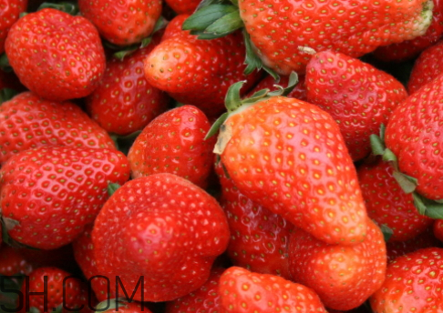 丹東草莓什么時(shí)候成熟季節(jié) 丹東九九草莓上市時(shí)間 丹東草莓什么時(shí)候成熟季節(jié) 丹東九九草莓上市時(shí)間