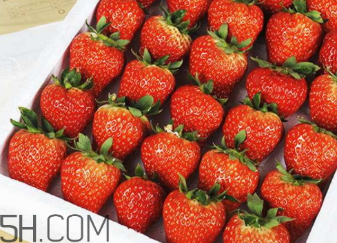 丹東草莓什么時(shí)候成熟季節(jié) 丹東九九草莓上市時(shí)間 丹東草莓什么時(shí)候成熟季節(jié) 丹東九九草莓上市時(shí)間