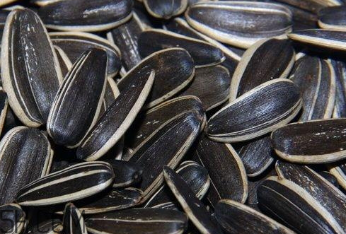 瓜子放時(shí)間長(zhǎng)了能吃嗎 瓜子放了一年能吃嗎