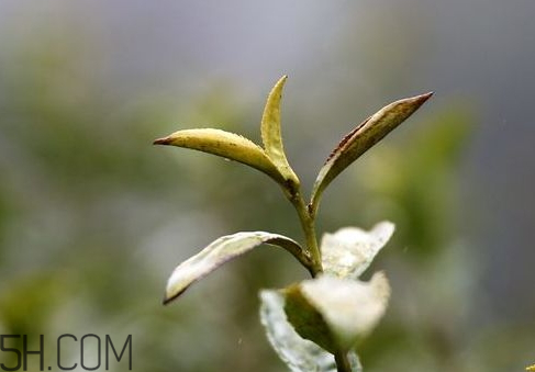 2018年倒春寒是什么時候 2018年倒春寒會持續(xù)多久 2018年倒春寒是什么時候 2018年倒春寒會持續(xù)多久