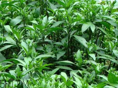 流鼻血喝板藍(lán)根有用嗎？什么樣的流鼻血適合喝板藍(lán)根？