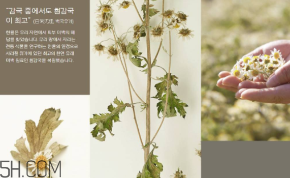 韓律護(hù)膚品怎么樣？韓律全系列介紹