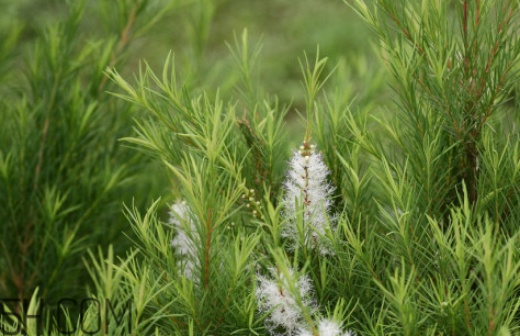 茶樹精油可以直接涂在臉上嗎？茶樹精油的功效與作用？