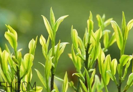 茶樹精油可以直接涂在臉上嗎？茶樹精油的功效與作用？